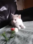 Gata