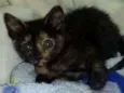 Bebê 