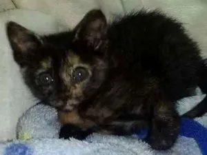 Gato raça srd idade Abaixo de 2 meses nome Bebê 
