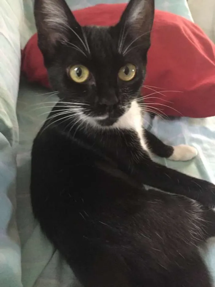 Gato ra a SRD idade 7 a 11 meses nome Jess 