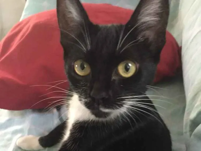 Gato ra a SRD idade 7 a 11 meses nome Jess 