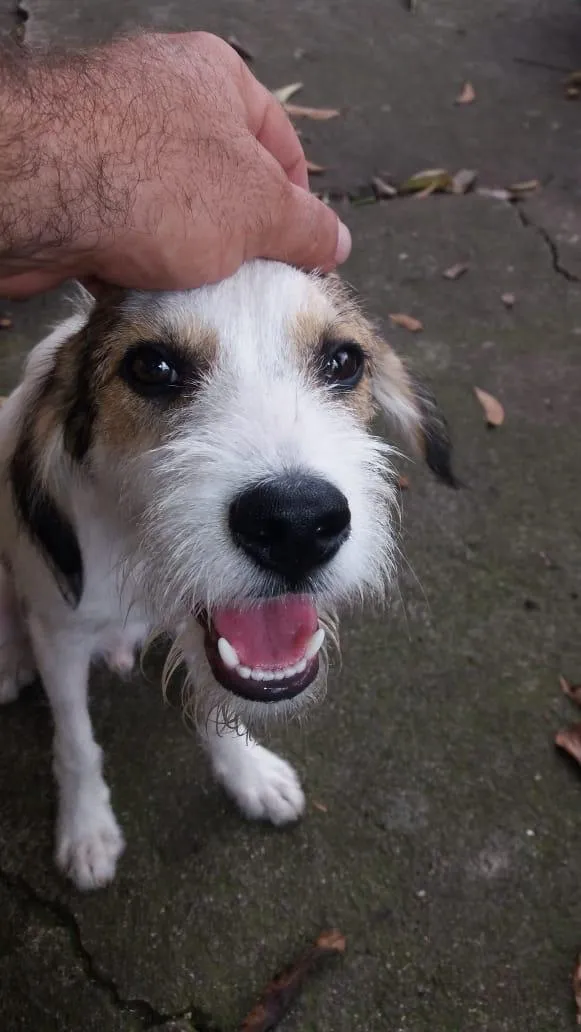 Cachorro ra a srd idade 2 a 6 meses nome Camurça