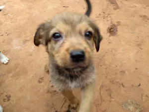 Cachorro raça SRD idade Abaixo de 2 meses nome Fofuras