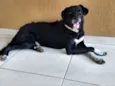 Bob
