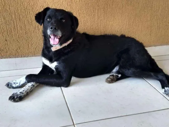 Cachorro ra a Srd idade 4 anos nome Bob
