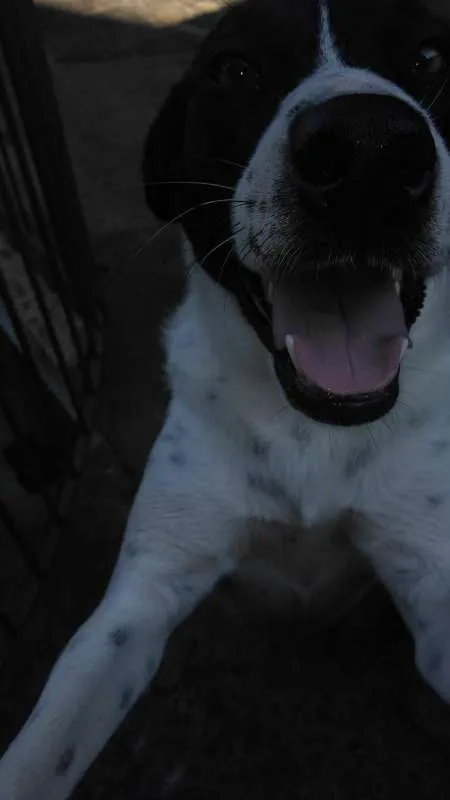 Cachorro ra a srd idade 3 anos nome Branca
