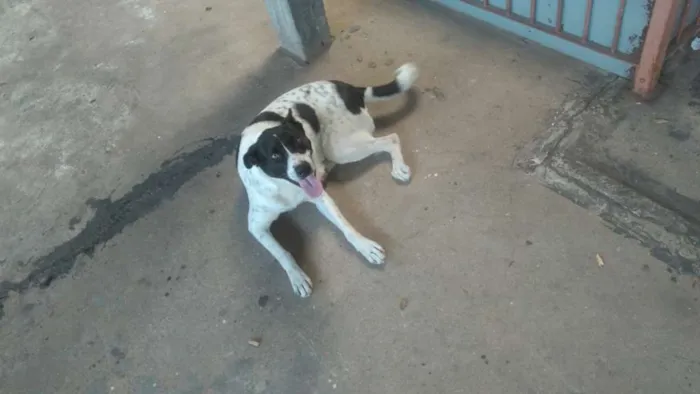Cachorro ra a srd idade 3 anos nome Branca