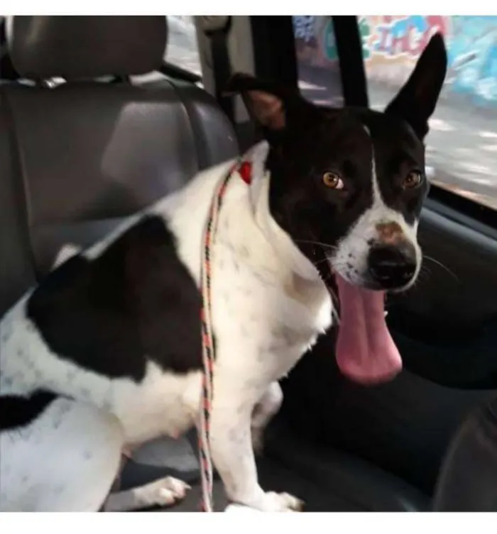Cachorro ra a srd idade 3 anos nome Branca