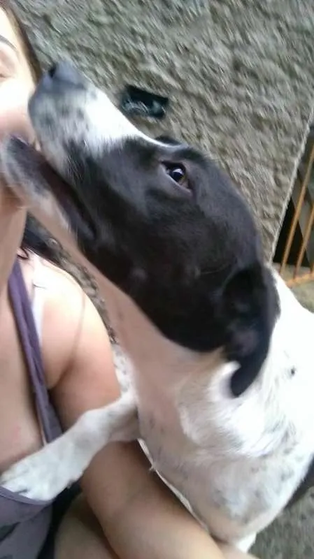 Cachorro ra a srd idade 3 anos nome Branca