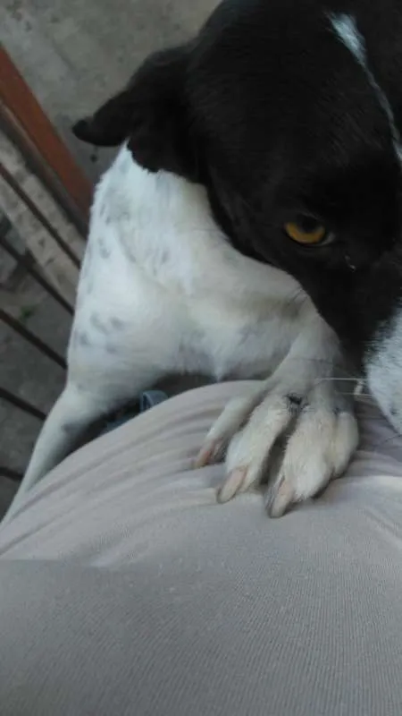 Cachorro ra a srd idade 3 anos nome Branca