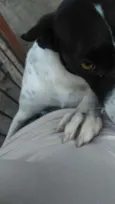 Branca