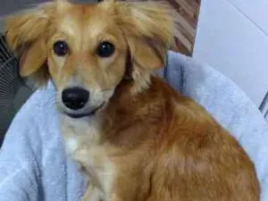 Cachorro raça SRD idade 3 anos nome Duquesa