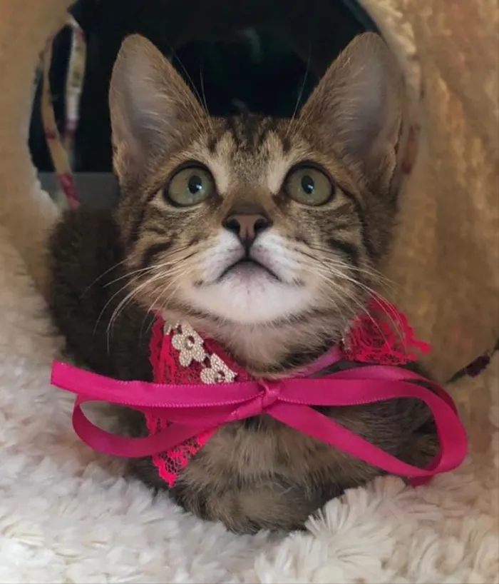 Gato ra a SRD idade 2 a 6 meses nome FRAMBOESA