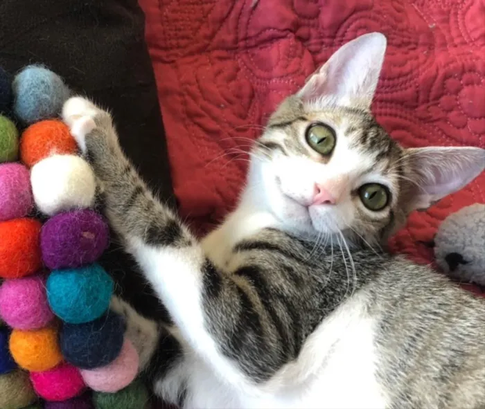 Gato ra a SRD idade 2 a 6 meses nome TÂMARA
