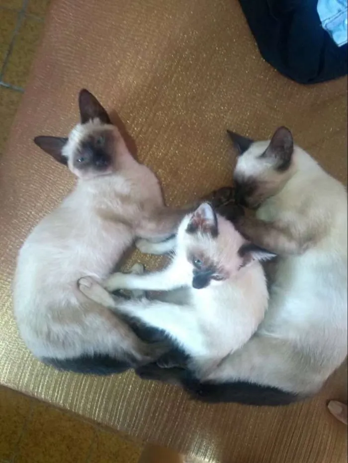 Gato ra a 2 siamês, a outra eu não sei idade 2 a 6 meses nome Lilit, meg e nina