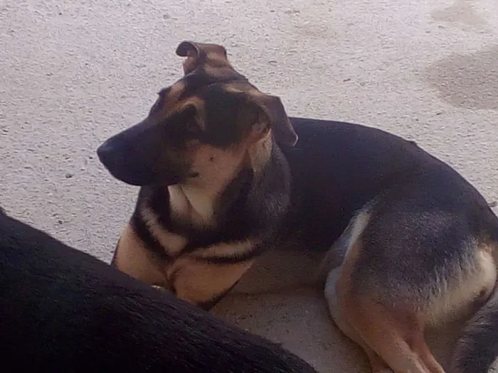 Cachorro ra a Pastor alemão capa preta idade 7 a 11 meses nome Trovão e saphyra