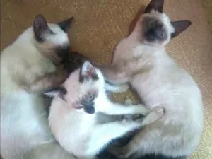 Gato raça 2 siamês, a outra eu não sei idade 2 a 6 meses nome Lilit, meg e nina