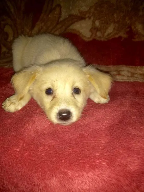 Cachorro ra a srd idade 2 a 6 meses nome FILHOTES