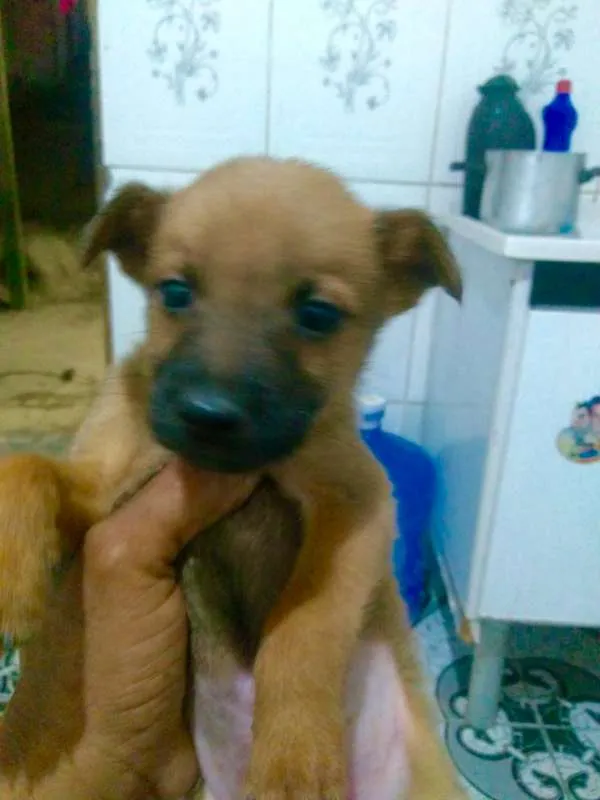 Cachorro ra a srd idade 2 a 6 meses nome FILHOTES