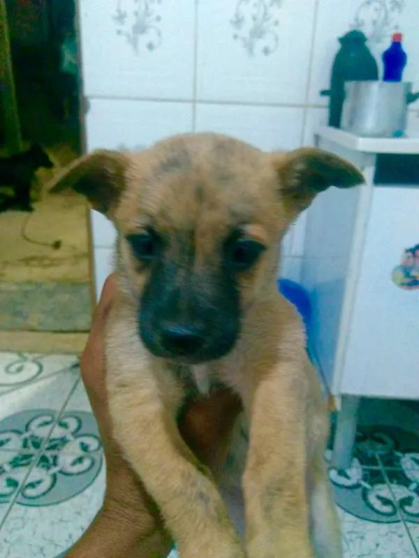 Cachorro ra a srd idade 2 a 6 meses nome FILHOTES