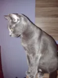 Kiri