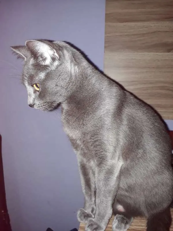 Gato ra a srd idade 1 ano nome Kiri