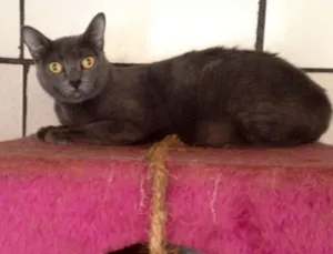 Gato raça srd idade 1 ano nome Kiri