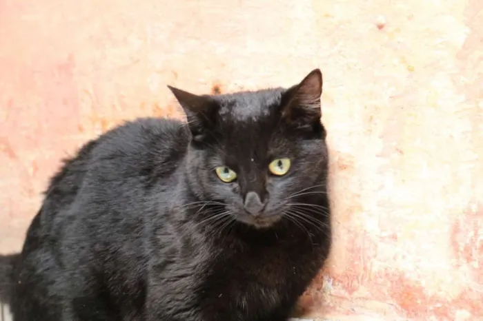 Gato ra a srd idade 7 a 11 meses nome Puma