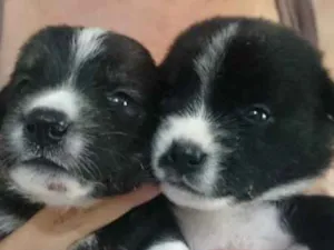 Cachorro raça  idade Abaixo de 2 meses nome Sem nomes 