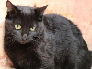 Gato raça srd idade 7 a 11 meses nome Puma