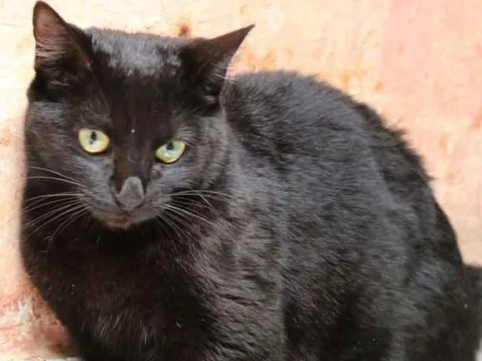 Gato ra a srd idade 7 a 11 meses nome Puma