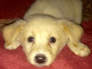 Cachorro raça srd idade 2 a 6 meses nome FILHOTES