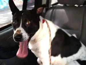 Cachorro raça srd idade 3 anos nome Branca