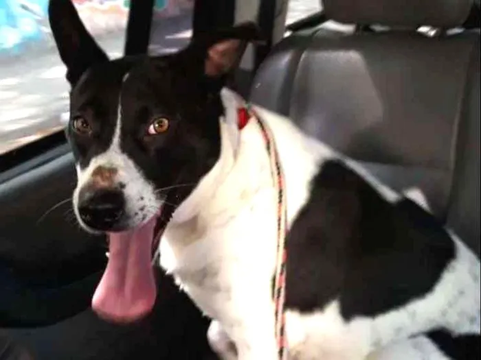 Cachorro ra a srd idade 3 anos nome Branca