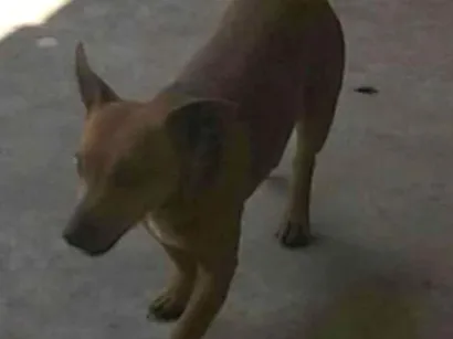 Cachorro raça Pinche idade 6 ou mais anos nome Gilmar