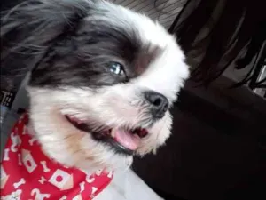 Cachorro raça Shih Tzu idade 7 a 11 meses nome Tomate