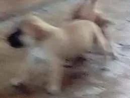 Cachorro raça Vira lata idade Abaixo de 2 meses nome Nao tem nome sao fil
