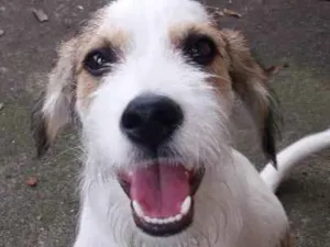 Cachorro raça srd idade 2 a 6 meses nome Camurça