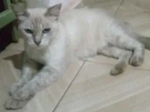 Gato raça Siamês idade 6 ou mais anos nome Deby