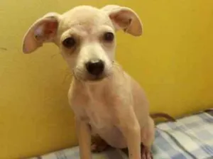 Cachorro raça srd idade Abaixo de 2 meses nome FILHOTES
