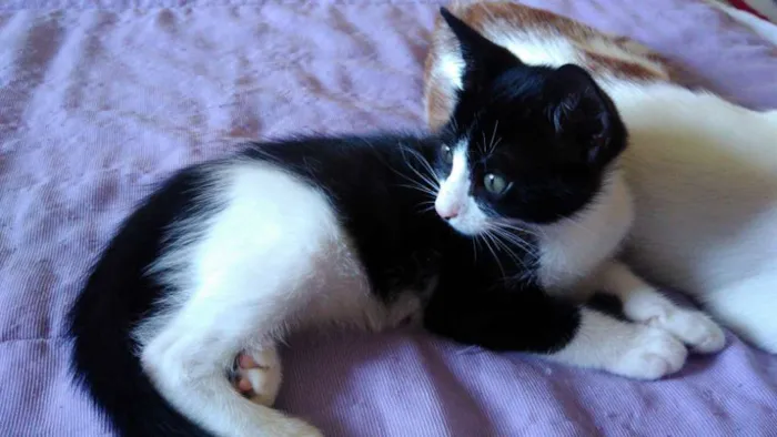 Gato raça Gato  idade Abaixo de 2 meses nome Frajola e fifi
