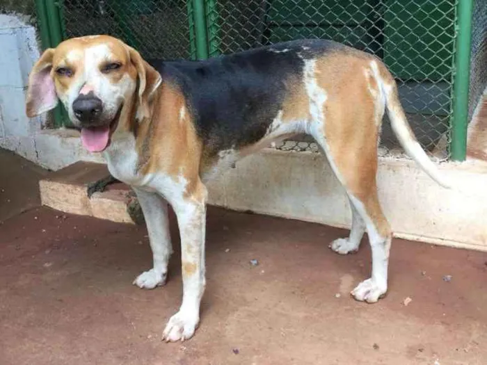 Cachorro ra a Sem raça definida idade 2 anos nome Linda