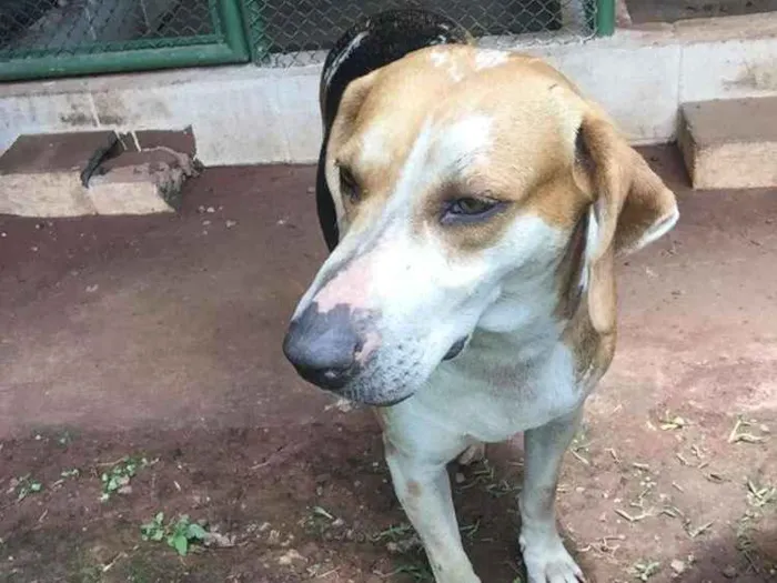 Cachorro ra a Sem raça definida idade 2 anos nome Linda