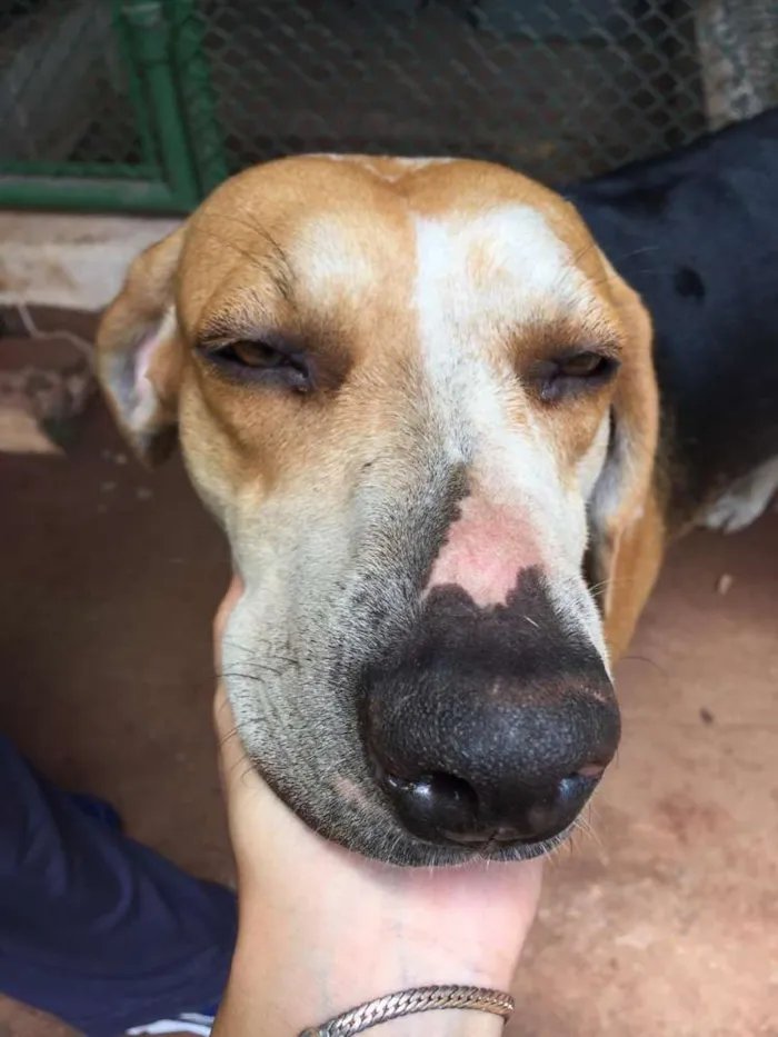 Cachorro ra a Sem raça definida idade 2 anos nome Linda