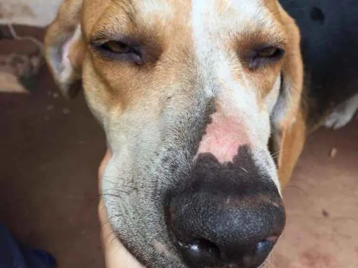 Cachorro ra a Sem raça definida idade 2 anos nome Linda