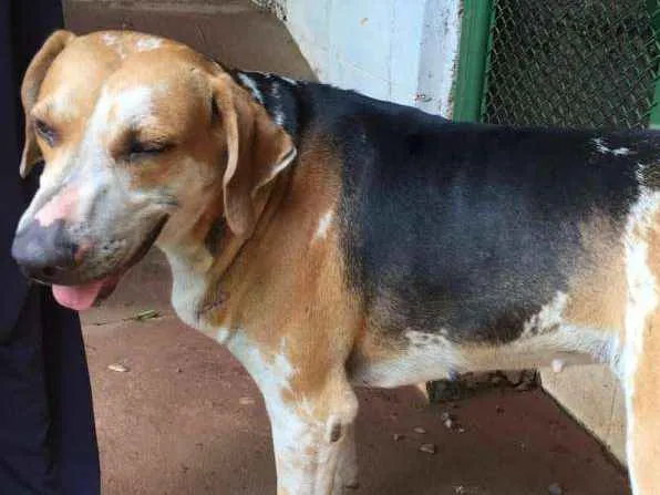 Cachorro ra a Sem raça definida idade 2 anos nome Linda