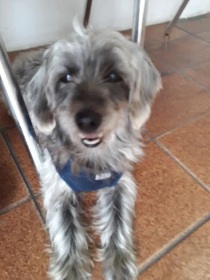 Cachorro ra a Srd idade 3 anos nome Bartholomeu