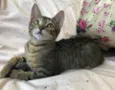 AMEIXA