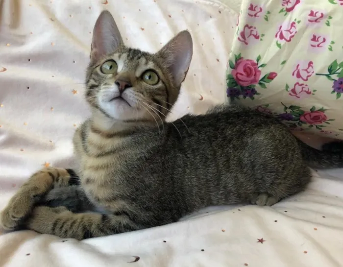 Gato ra a SRD idade 2 a 6 meses nome AMEIXA