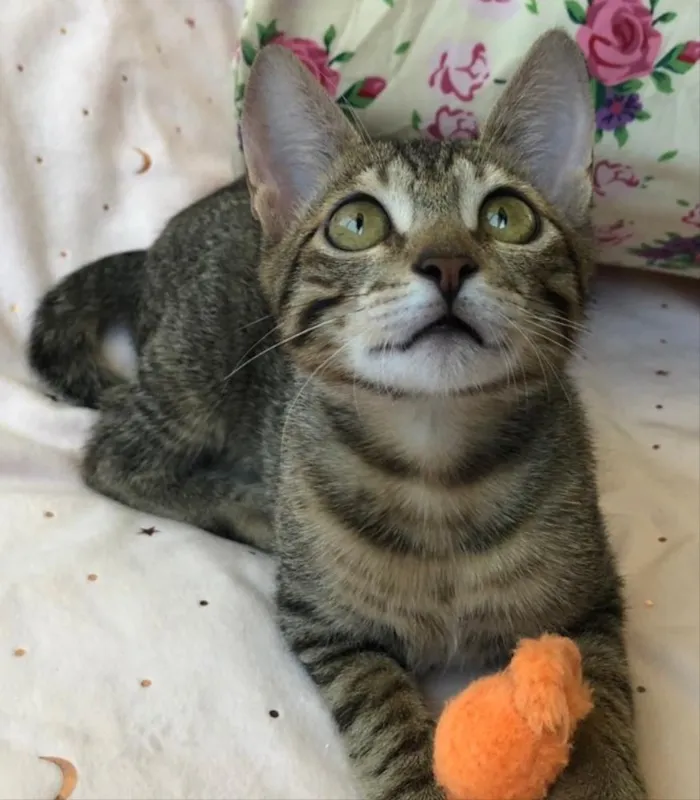 Gato ra a SRD idade 2 a 6 meses nome AMEIXA